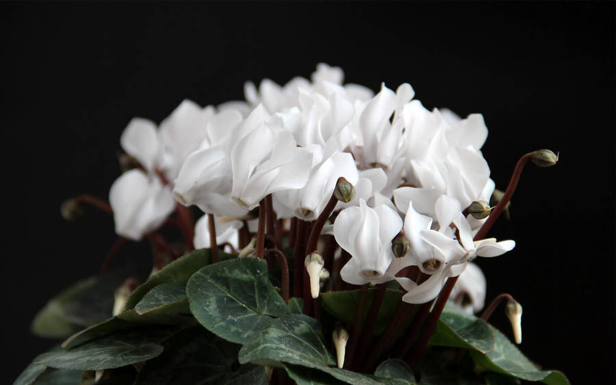 Vibrant White Cyclamen Blossoms In Full Bloom Wallpaper