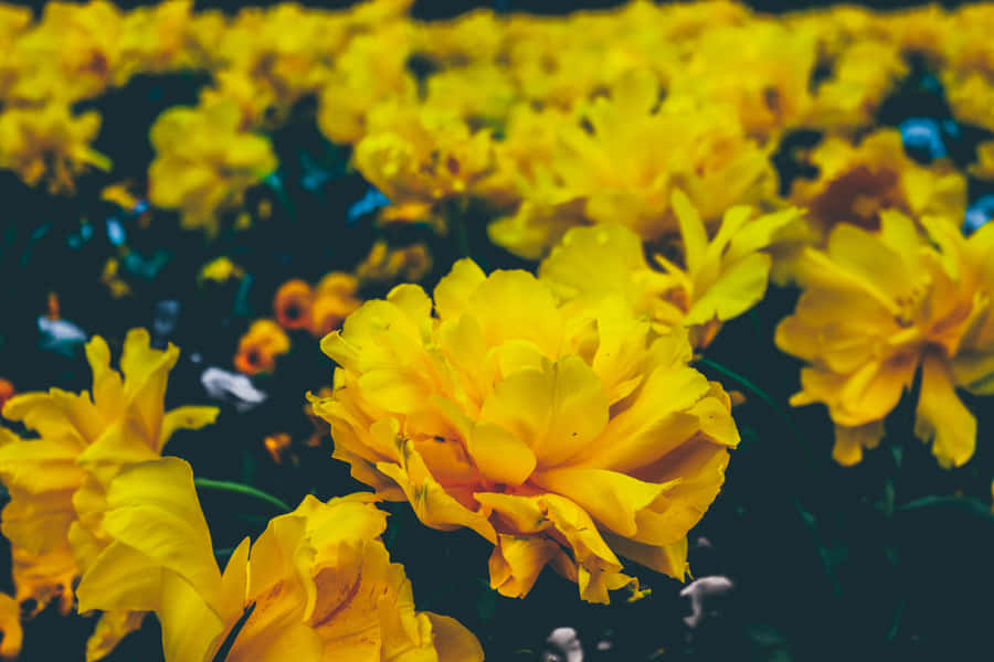 Vibrant Yellow Aesthetic Flower Illuminating The Desktop Wallpaper