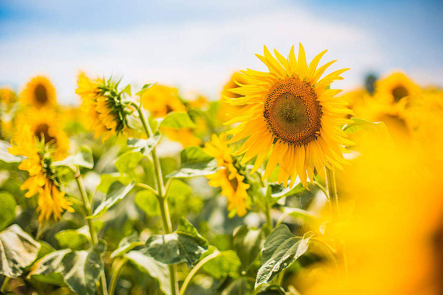 Vibrant Yellow Sunflower Aesthetic Wallpaper