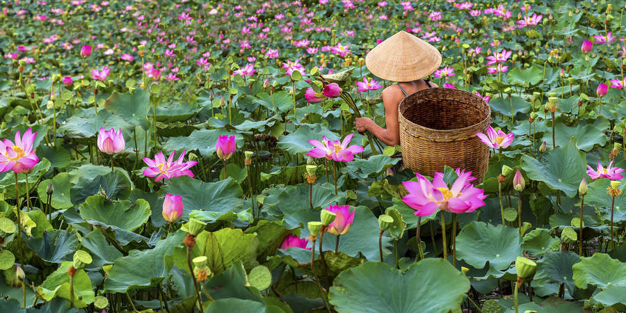 Vietnamese Lotus Flowers Wallpaper