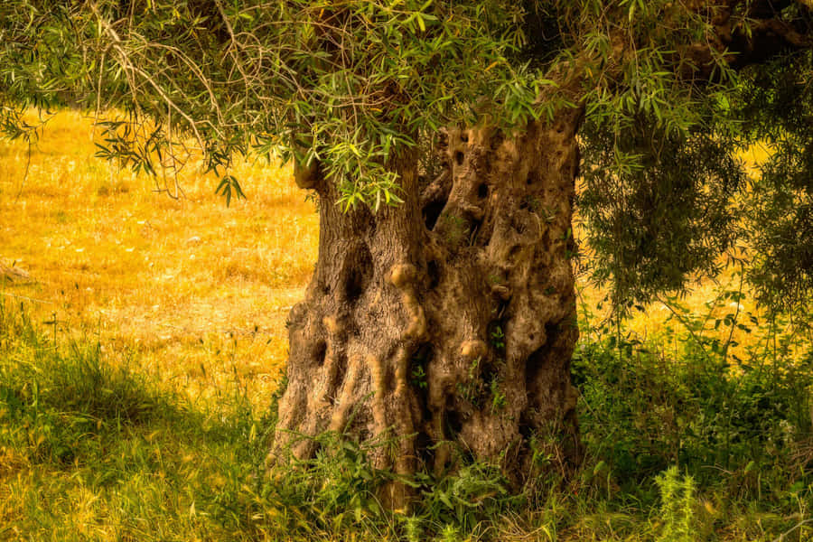View Of The Mediterranean Sea Featuring An Olive Tree Wallpaper