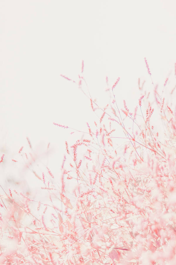 Vintage Pastel Minimalist Pink Wildflowers Wallpaper