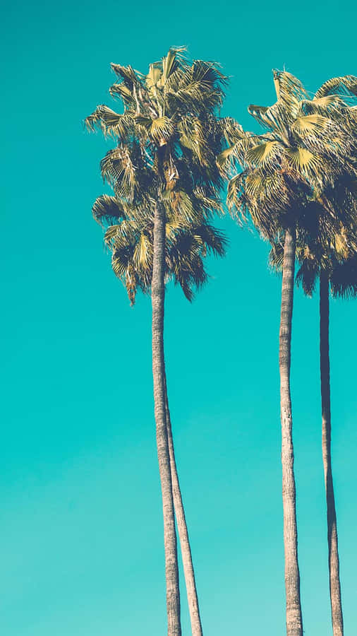Vintage Santa Monica Beach Palm Tree Iphone Wallpaper