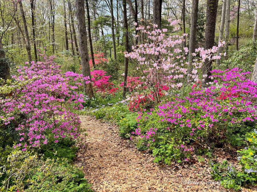 Virginia Arboretum Garden Wallpaper