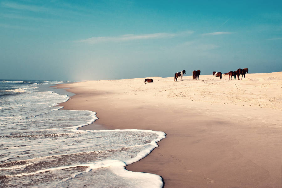 Virginia Assateague Island Wallpaper