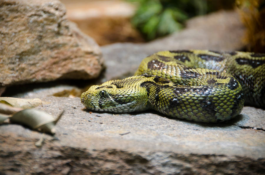 Virginia Ethiopian Mountain Viper Stones Wallpaper