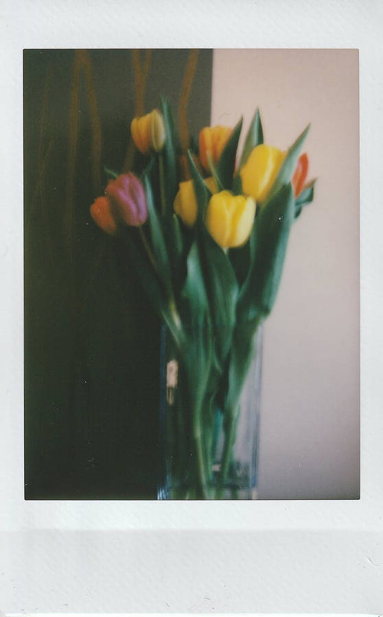 Vivid Polaroid Shot Of Spring Tulips Wallpaper