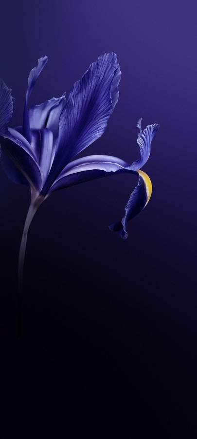 Vivo V20 Purple Flower Wallpaper