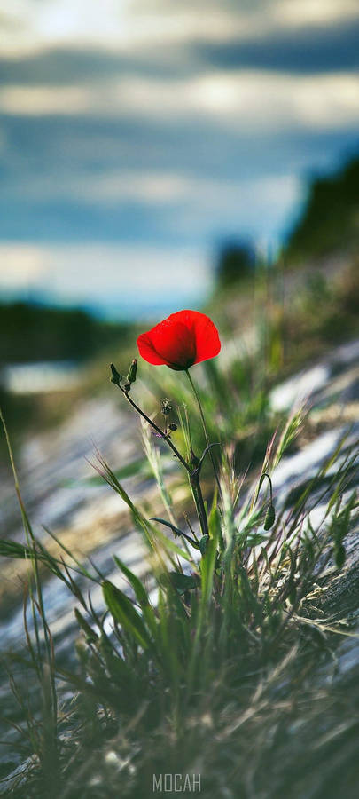 Vivo V20 Single Red Poppy Wallpaper