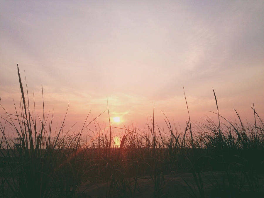 Vsco Tall Grass And Sunset Wallpaper