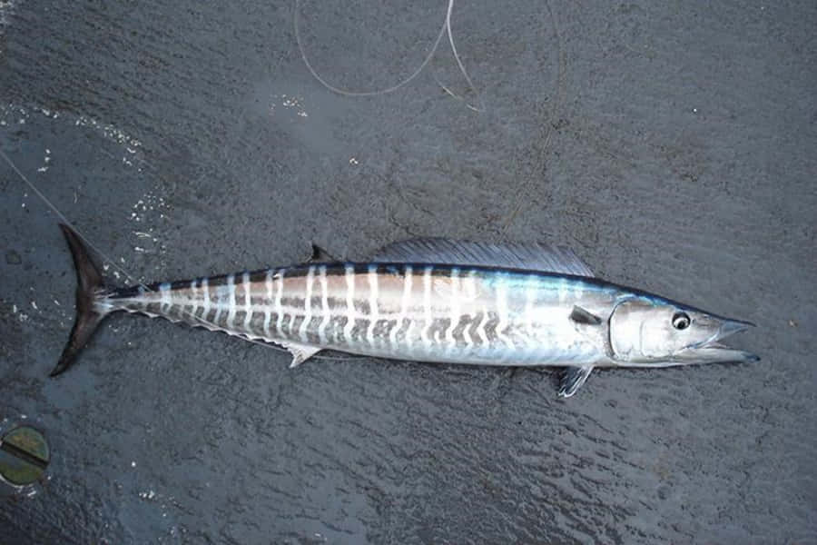 Wahoo Fish On Wet Sand.jpg Wallpaper