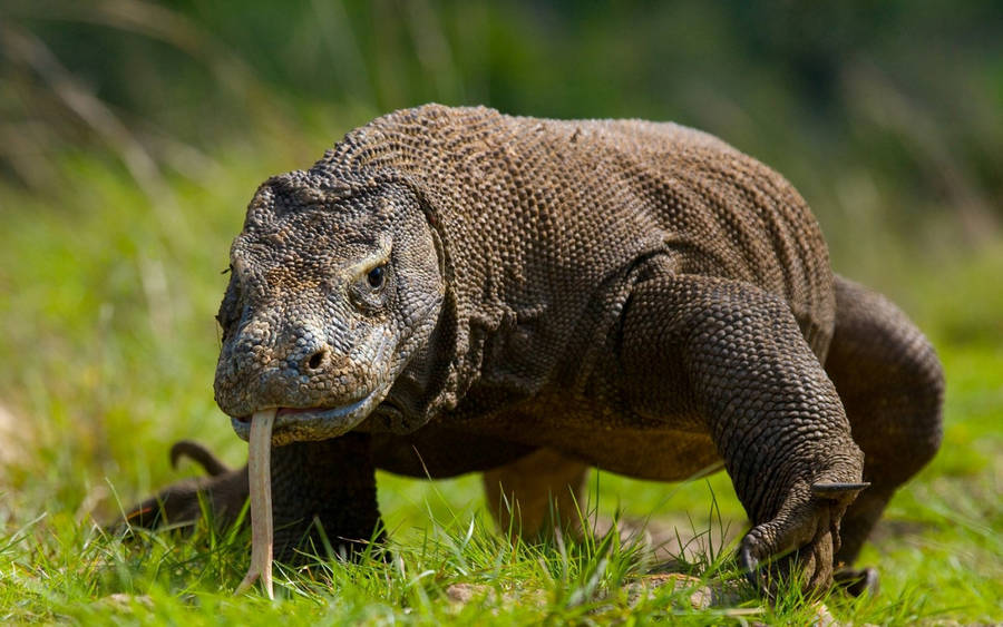 Walking Komodo Dragon Monitor Lizard Wallpaper