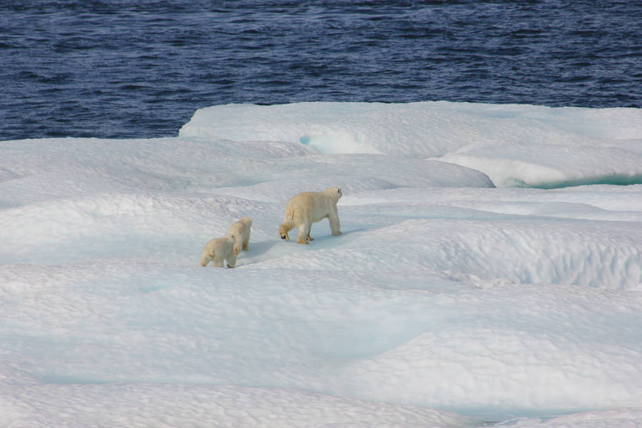 Walking Polar Bear With Cubs Wallpaper