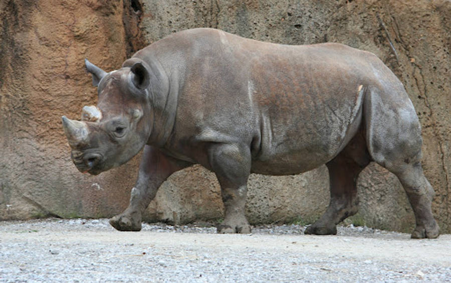 Walking Rhinoceros Wallpaper