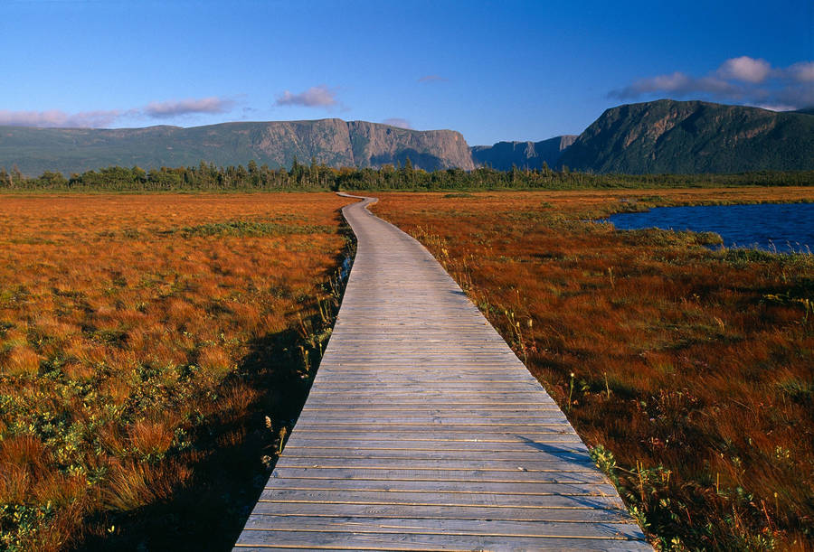 Walkway In Newfoundland's Bushes Wallpaper