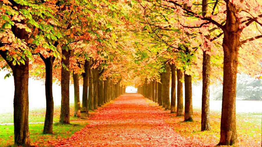 Walkway In Seasons Wallpaper