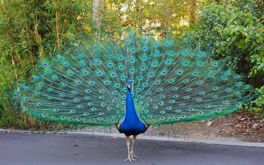 Wandering Male Peacock Wallpaper