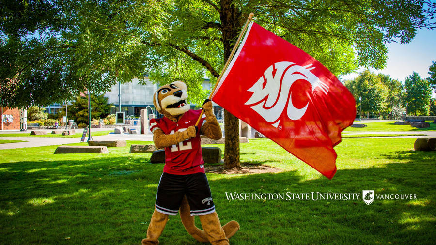 Washington State University Mascot Holding The School Flag Wallpaper