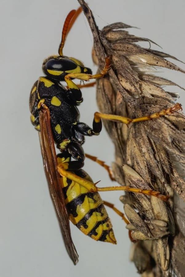 Wasp European Paper Wasp Specie Wallpaper