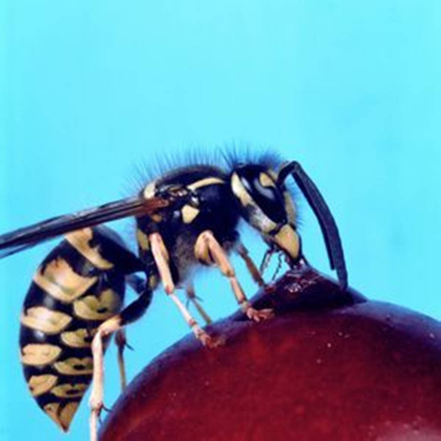 Wasp Feeding On An Apple Wallpaper