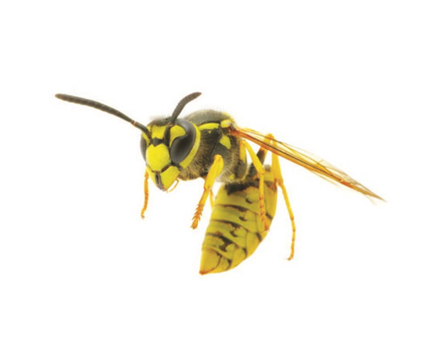 Wasp Giant Golden Wasp Specie Wallpaper