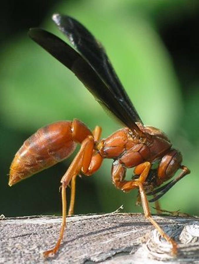 Wasp Oklahoma Red Specie Wallpaper