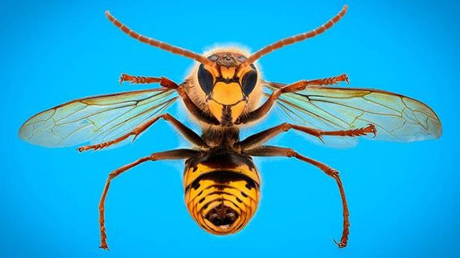 Wasp Southern Yellowjacket Queen Wallpaper