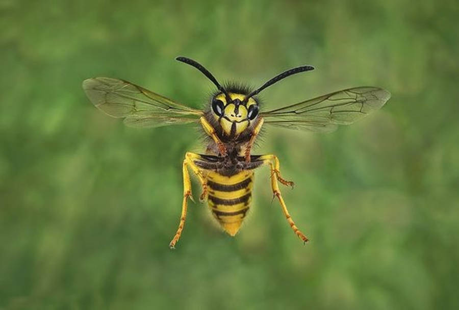 Wasp With Transparent Wings Wallpaper