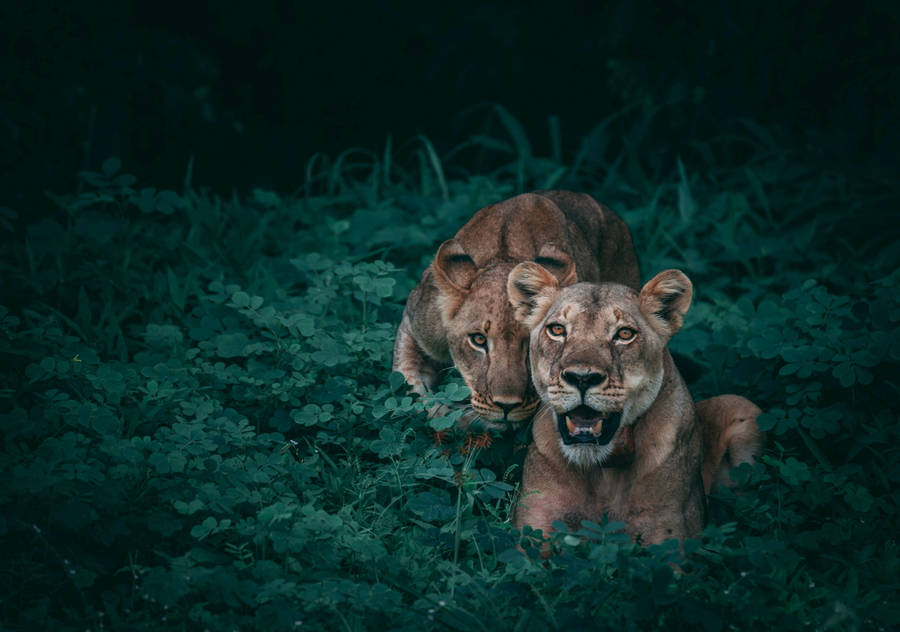 Watching Female Lion Desktop Wallpaper