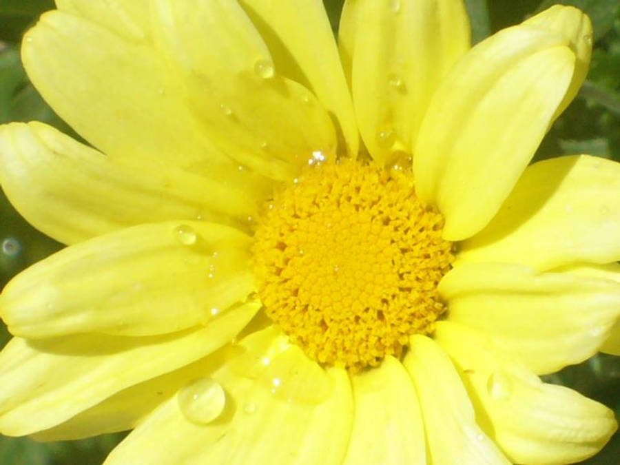 Water Droplet On A Sunflower Wallpaper