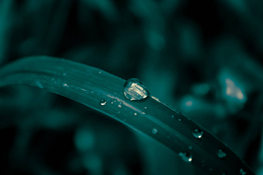 Water Droplet On Leaf Wallpaper