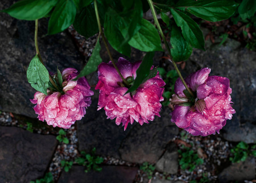 Water Droplets On Flowers Wallpaper