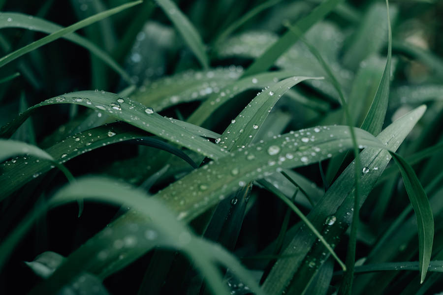 Water Droplets On Grass Wallpaper