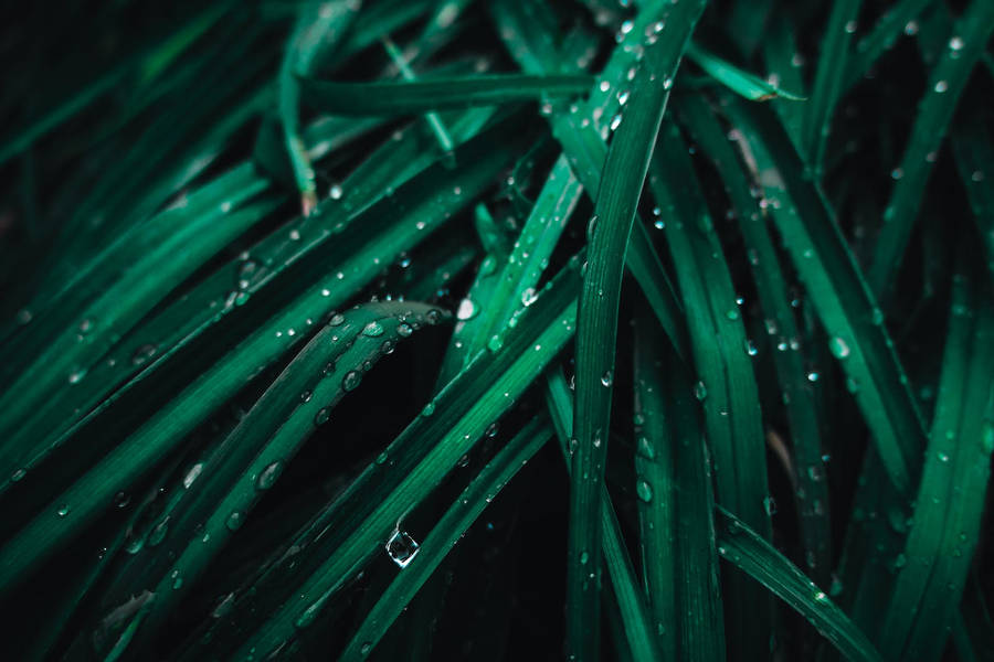 Water Droplets On Leaf Wallpaper