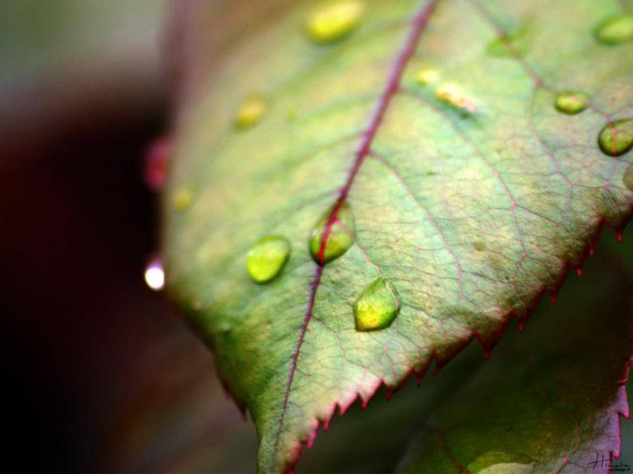 Water Droplets On Leaf Wallpaper