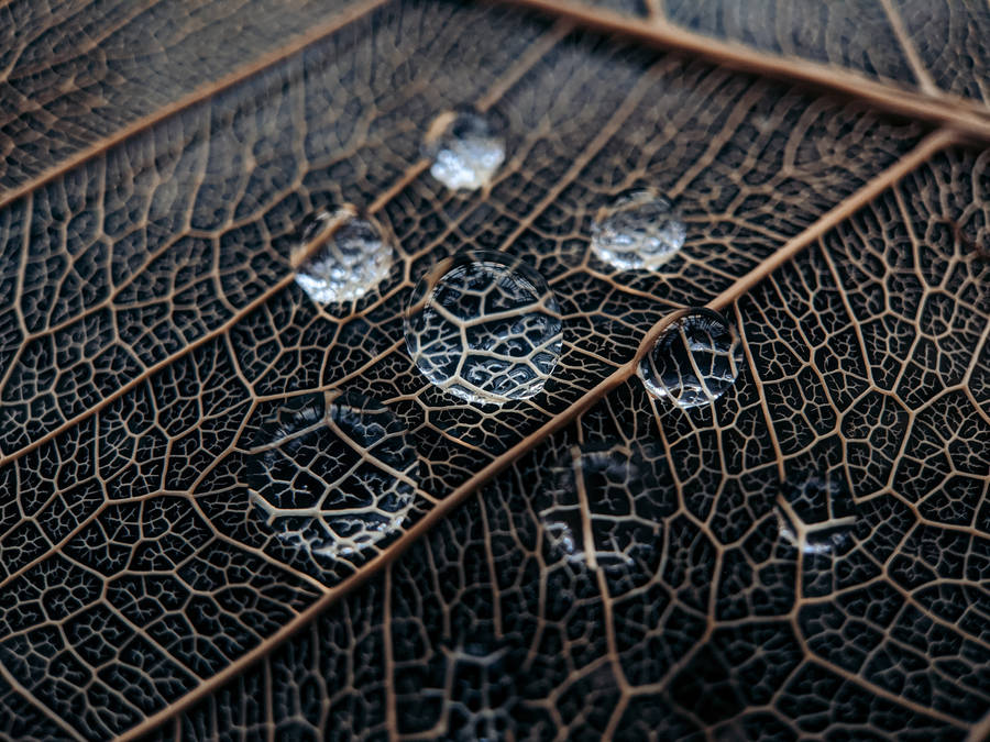 Water Droplets On Leaf Wallpaper