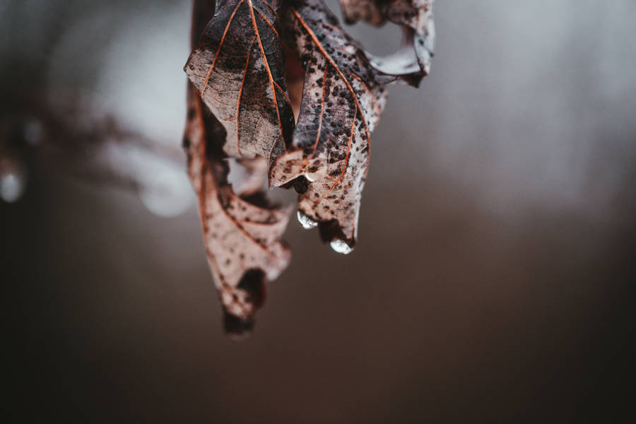 Water Droplets On Leaf Wallpaper