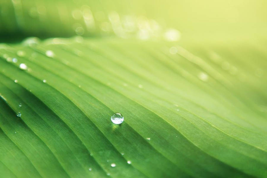 Water Droplets On Leaf Wallpaper