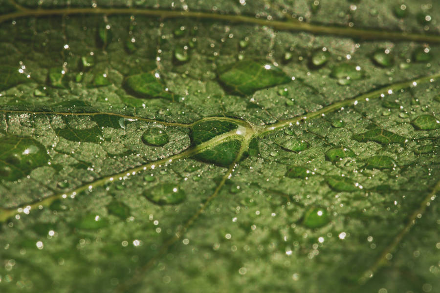 Water Droplets On Leaf Wallpaper