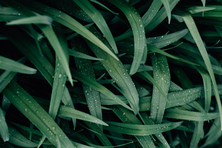 Water Droplets On Leaves Wallpaper