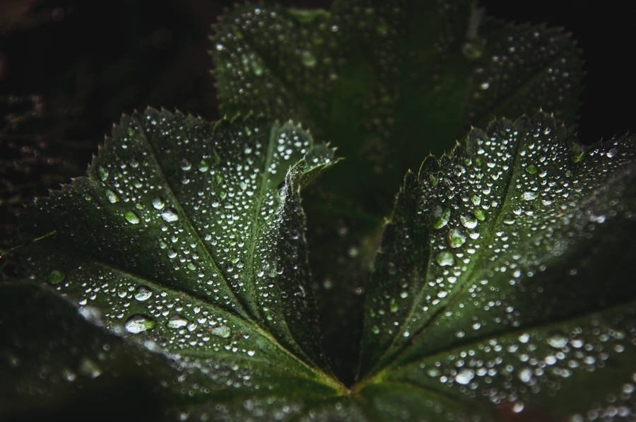 Water Droplets On Leaves Wallpaper