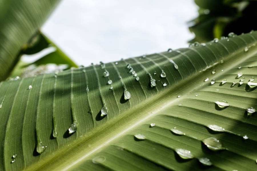 Water Droplets On Leaves Wallpaper