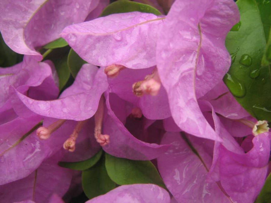 Water Droplets On Pink Flowers Wallpaper