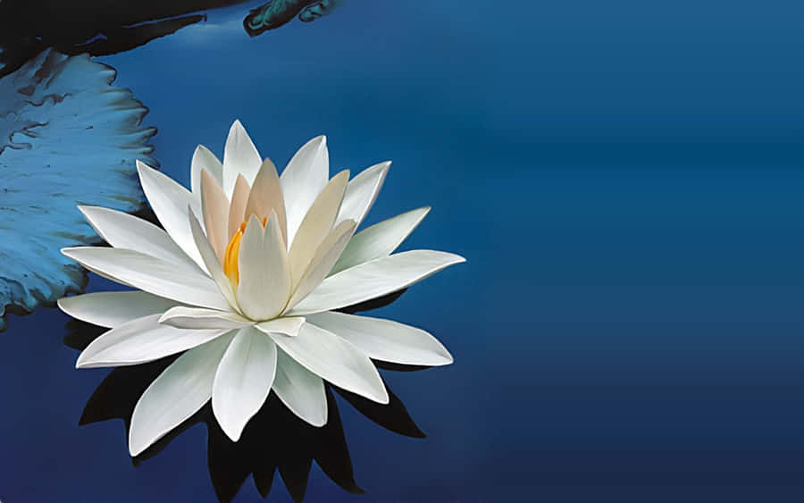 Water Lily Flower Wallpaper