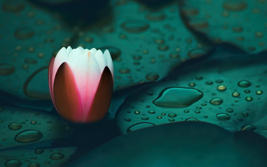 Water Lily In A Bud Wallpaper