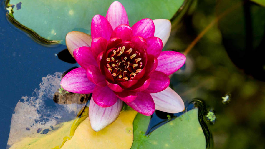 Water Lily Rose Wallpaper
