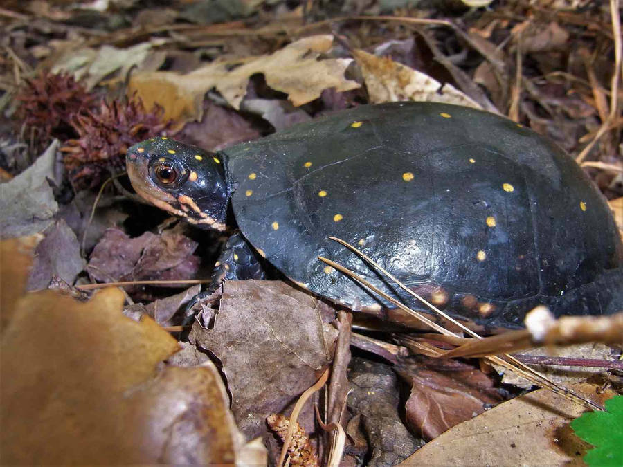 Water Spotted Turtle Nature Photography Wallpaper