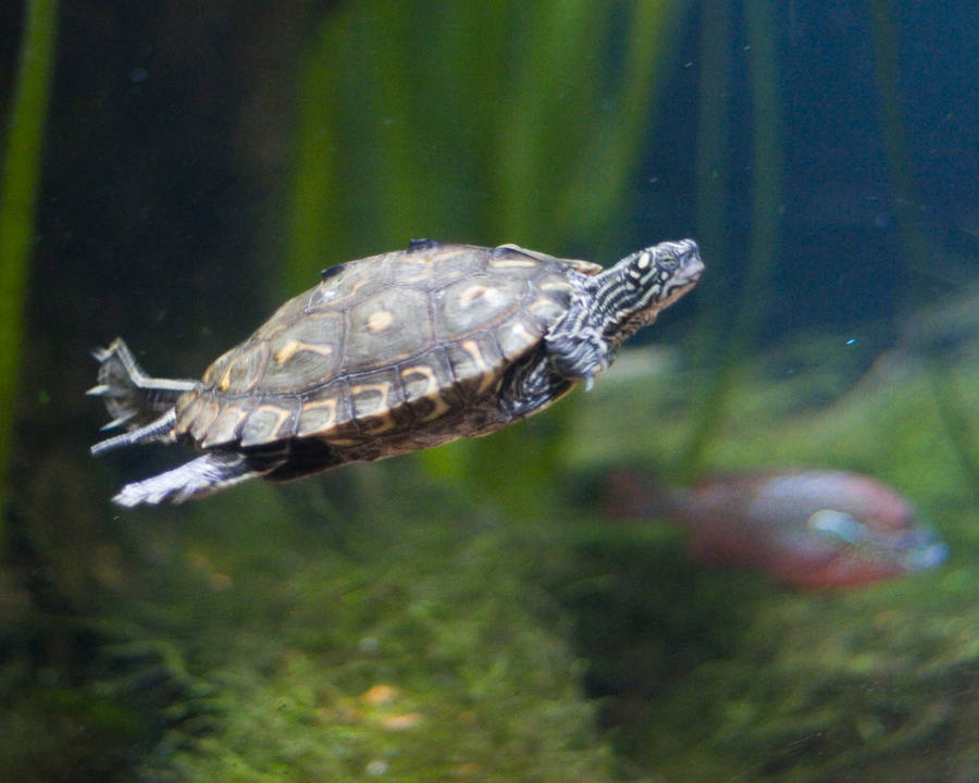 Water Turtle Diamondback Terrapin Photography Wallpaper