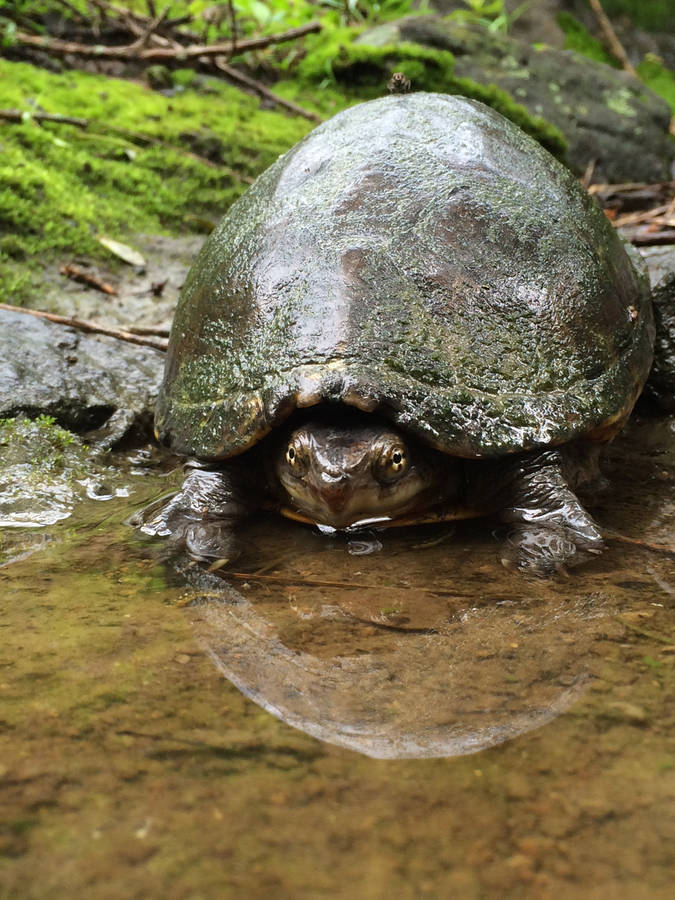 Water Turtle Eastern Musk Types Photography Wallpaper