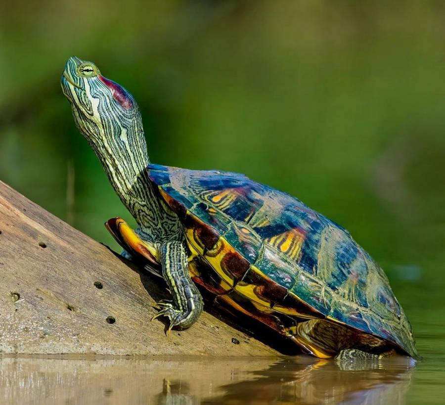 Water Turtle Red-eared Slider Wallpaper